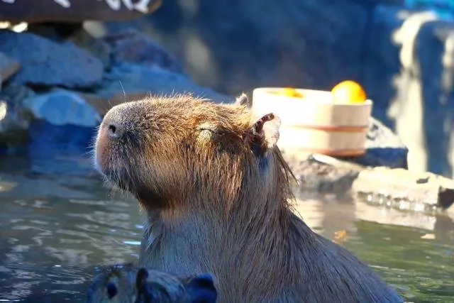 capybara