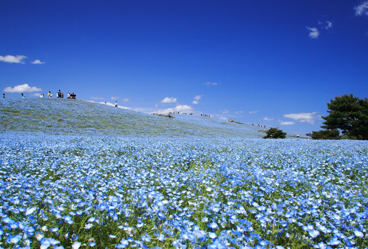 Hitachi Seaside Park