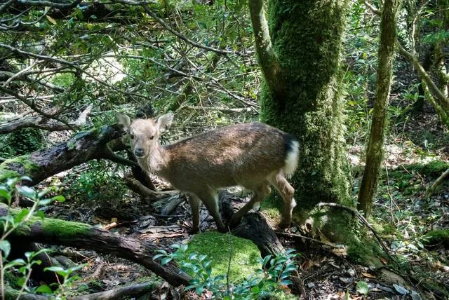 hiking tochigi