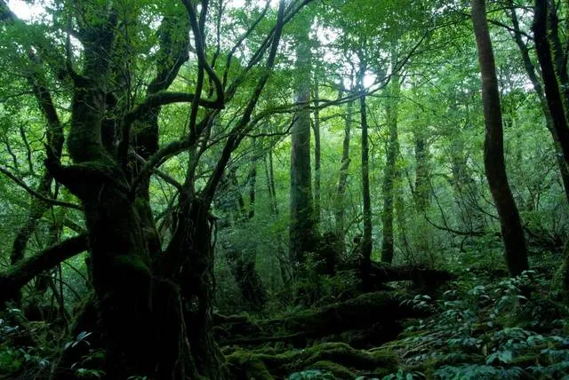 hiking tochigi