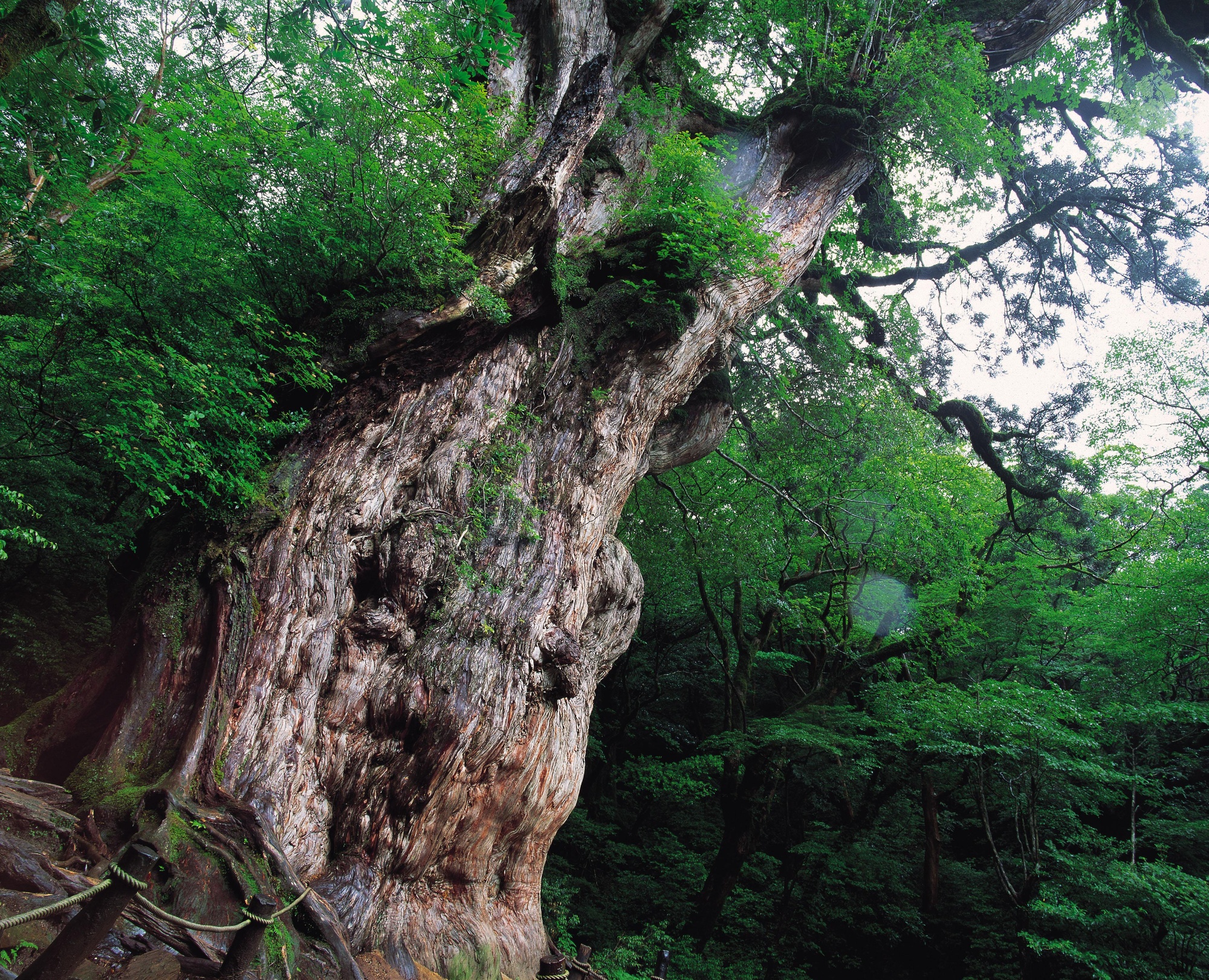 Jomonsugi Tree