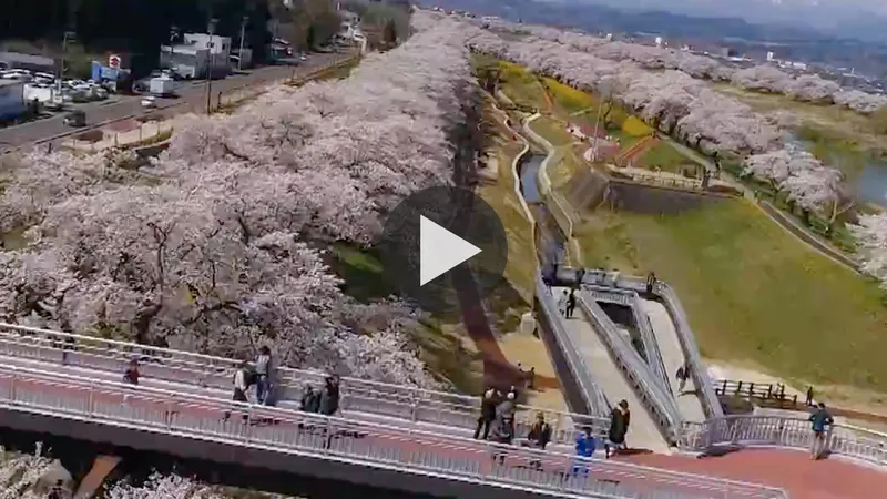 hitome_senbonzakura_cherry_blossoms
