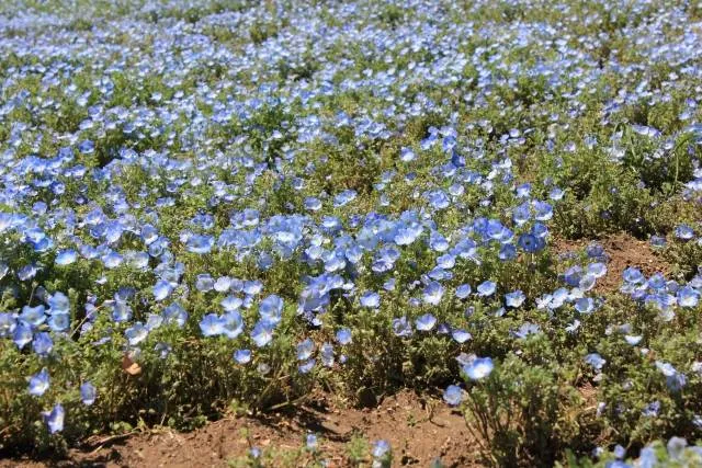 photogenic nemophila