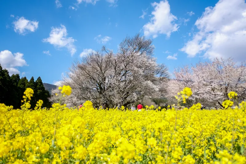 isshingyo_sakura