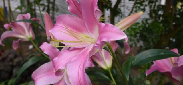 lily