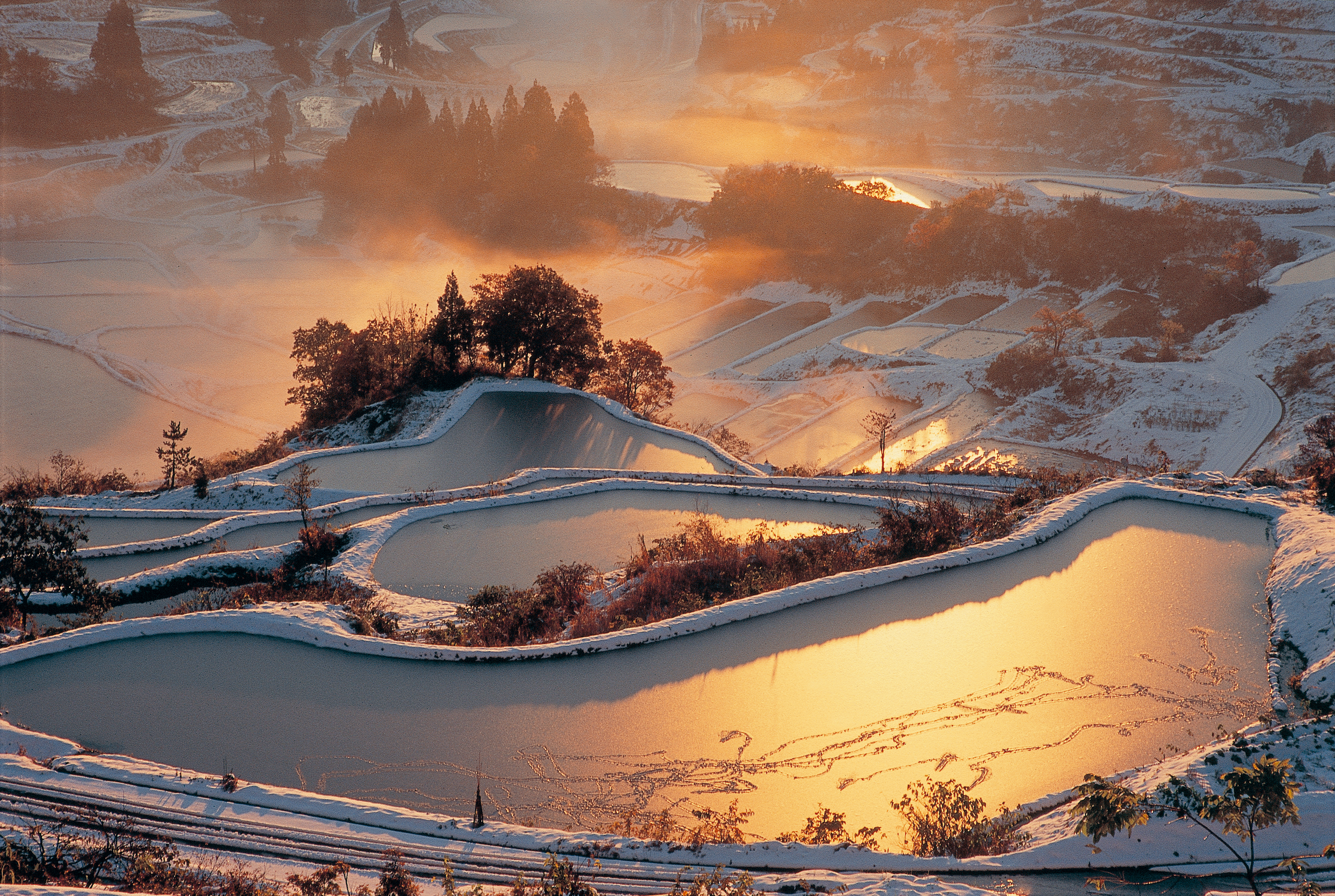 Hoshitoge Terraced Rice Paddies﻿