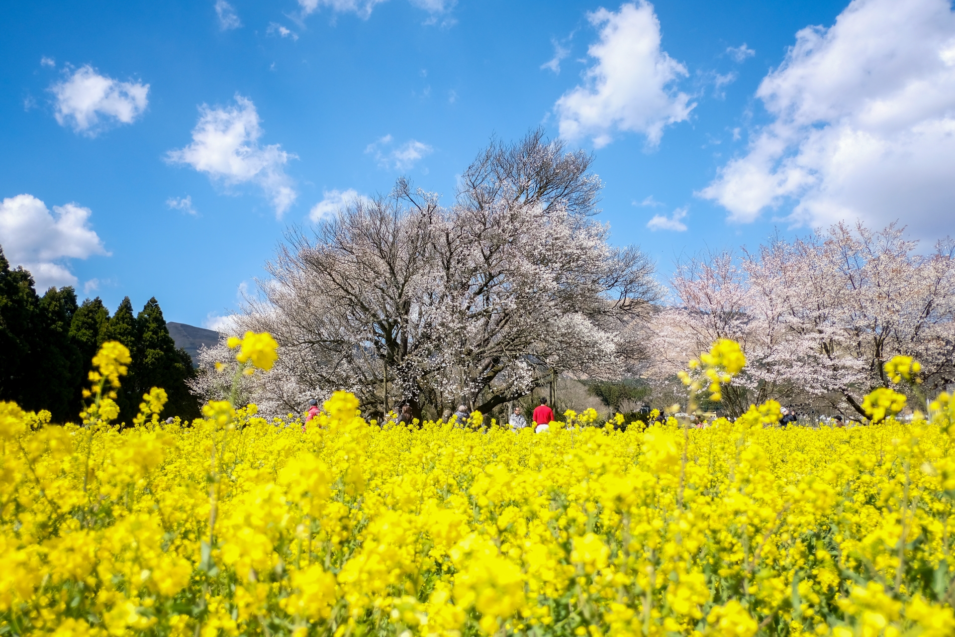 Isshingyou no Oozakura