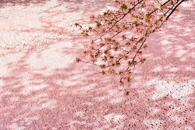 cherryblossoms2