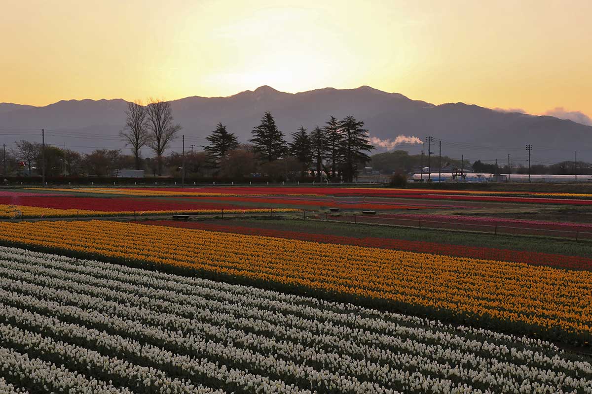 Gosen Tulip Fields