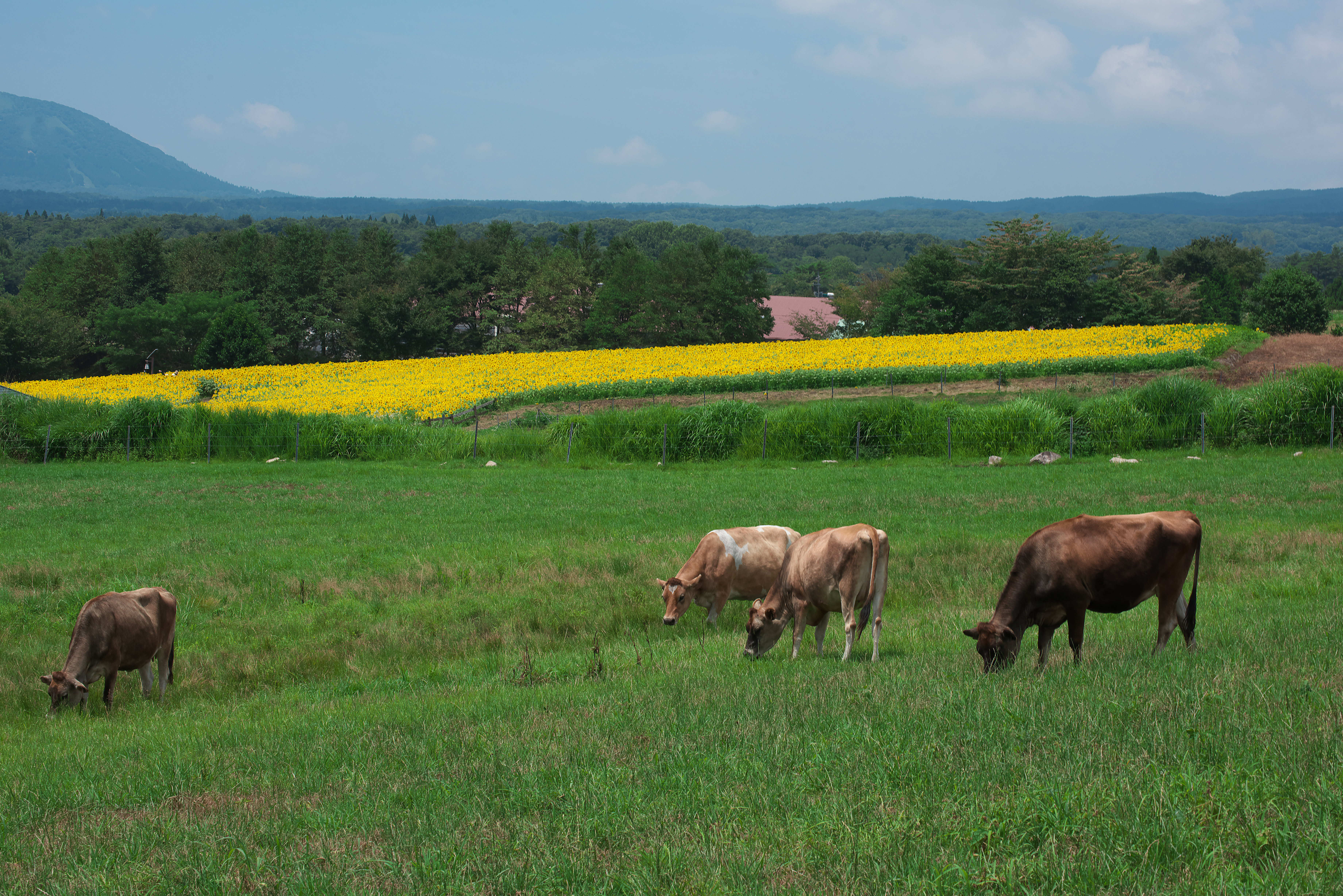 Hiruzen Jersey Land