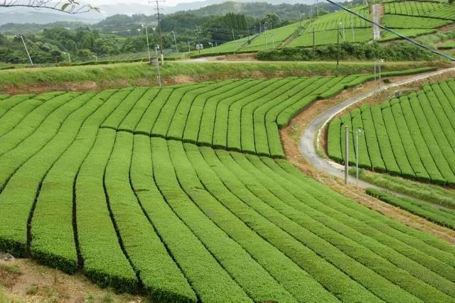 greentea_fukuoka