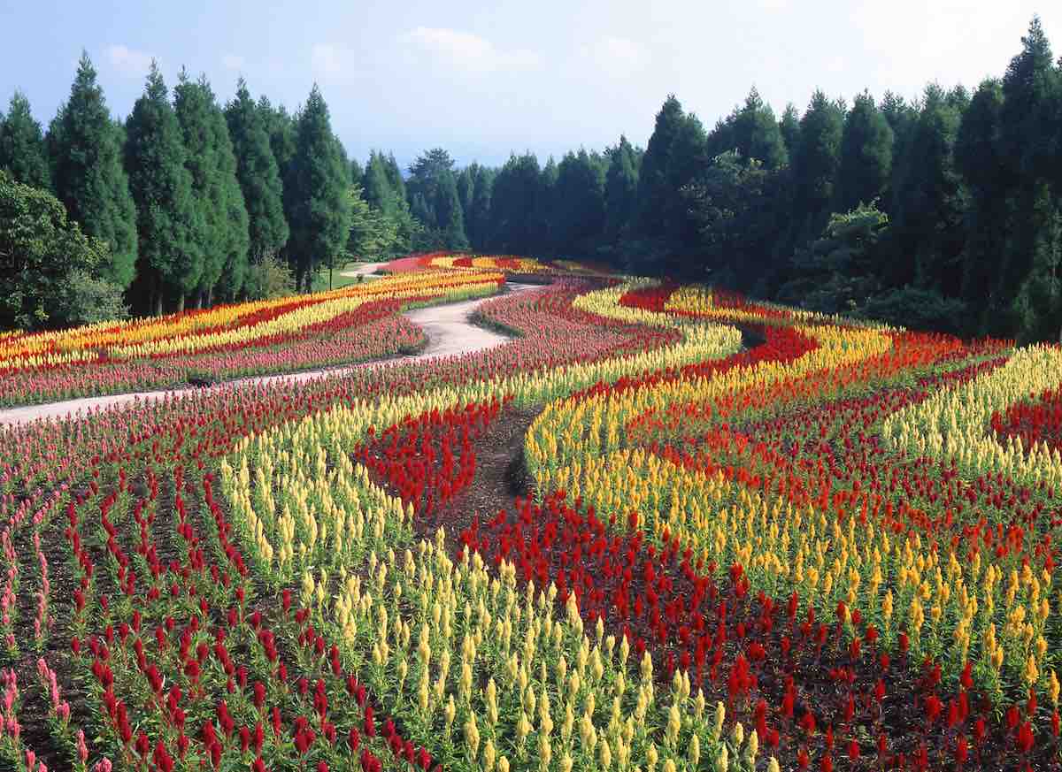 Kuju Flower Park