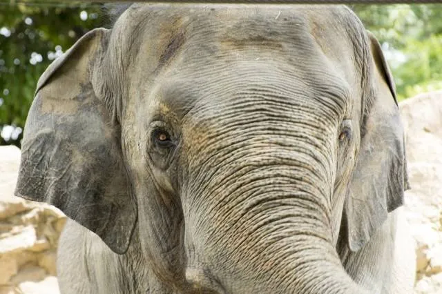 elephant