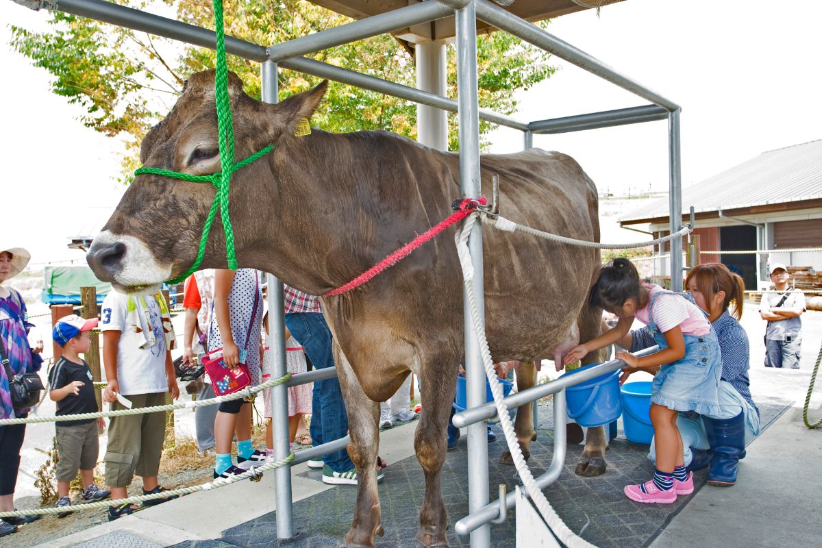 Aso Milk Ranch