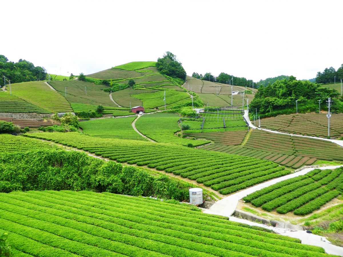 Wazuka Tea Plantation