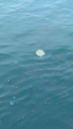 Kada Wakayama Fishing Experience