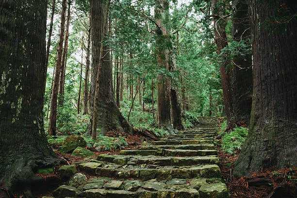 kumanokodo