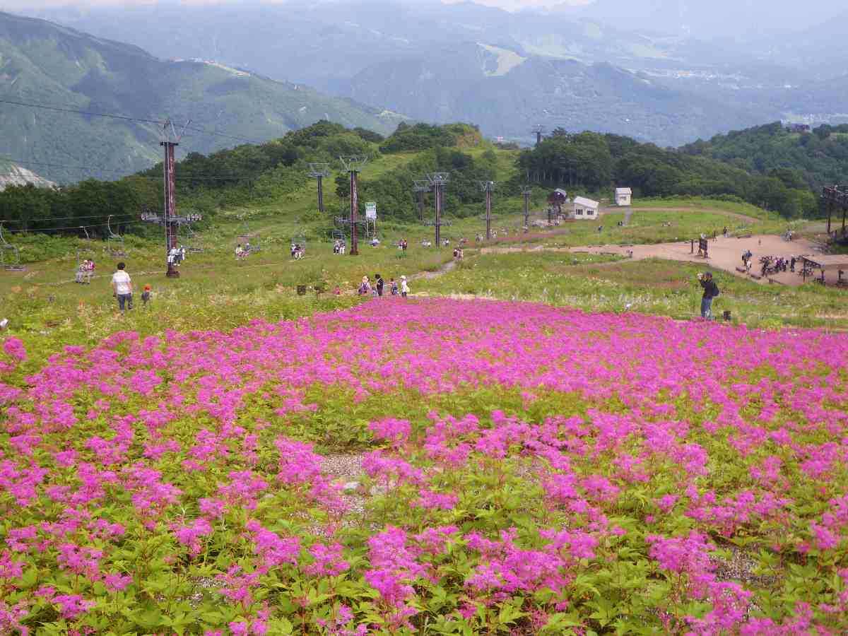 Hakuba Goryu Alpine Plants Botanical Garden