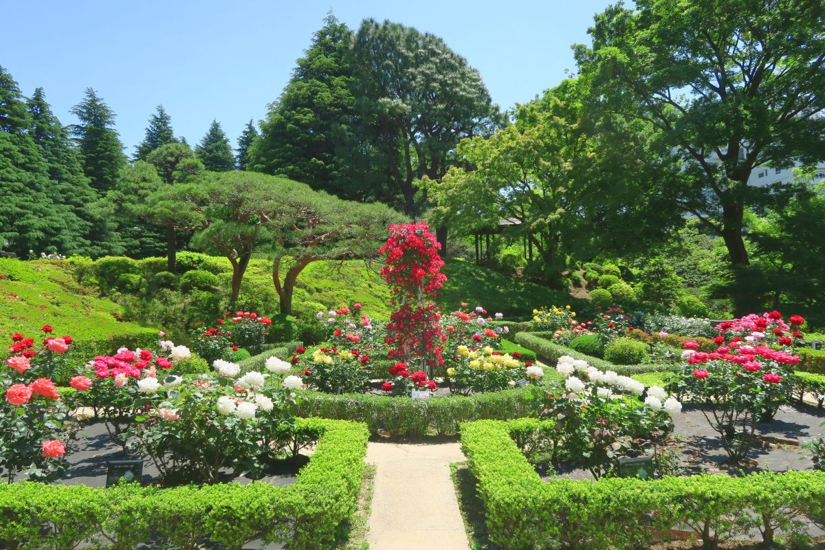 Kyu-Furukawa Gardens-1