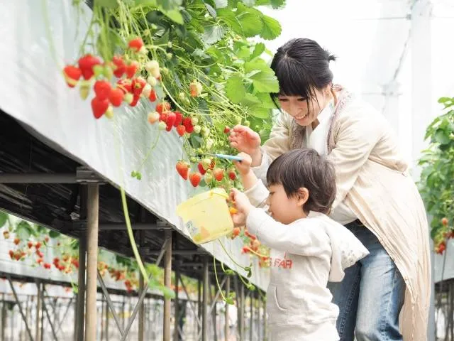 strawberry picking spots