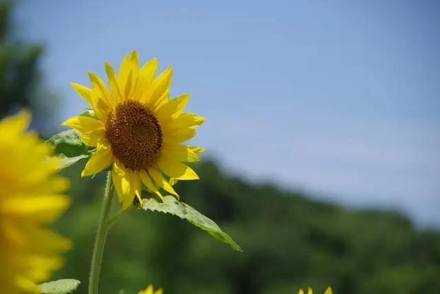 sunflower