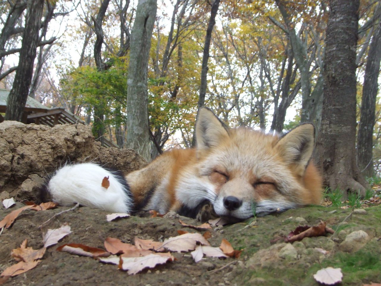 Zao Fox Village