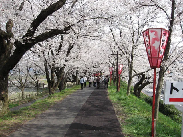 cherryblossom_japan