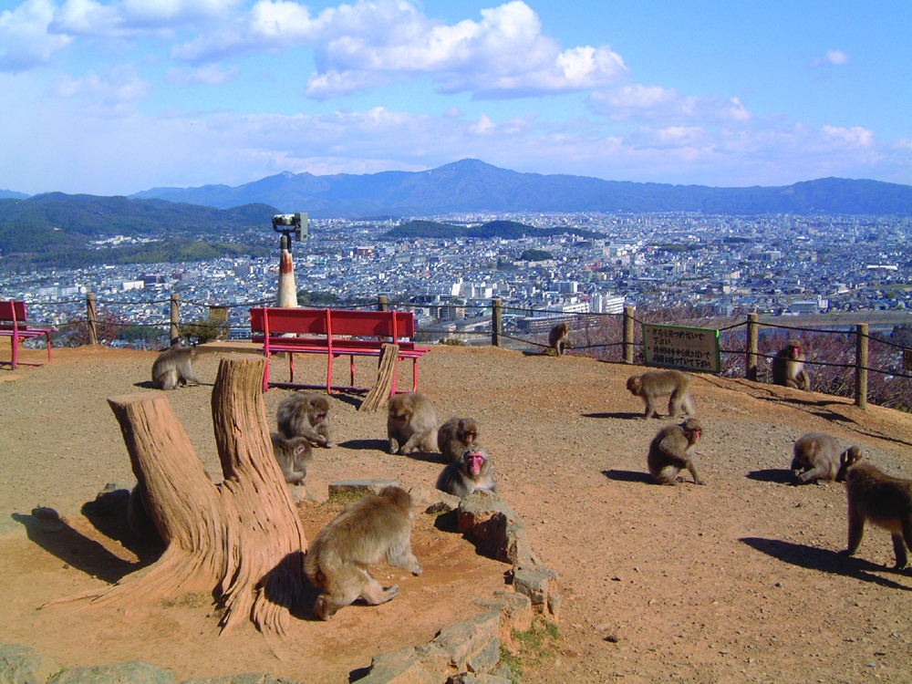 Arashiyama Monkey Park Iwatayama