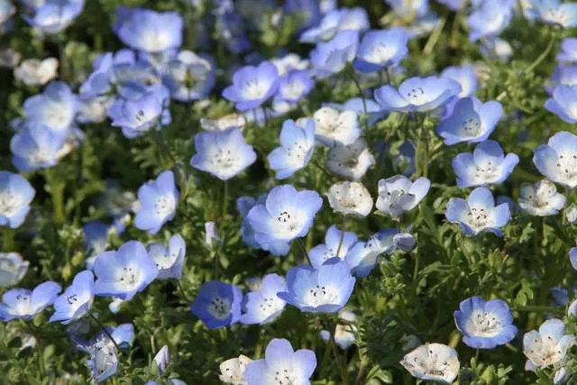photogenic nemophila