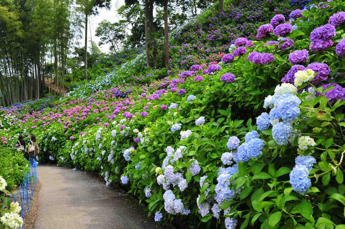 Hattori Farm Hydrangea Mansion