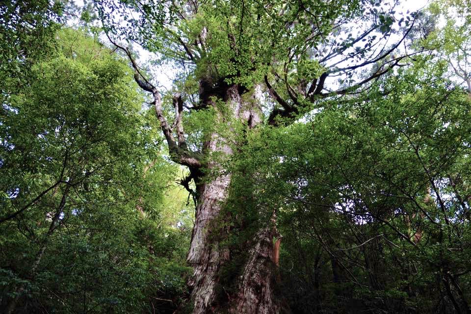 Daiosugi Tree