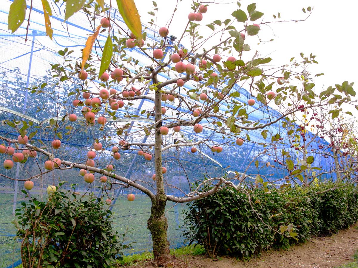 Tokokusan Fruit Park