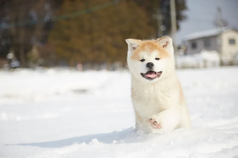 akita dog