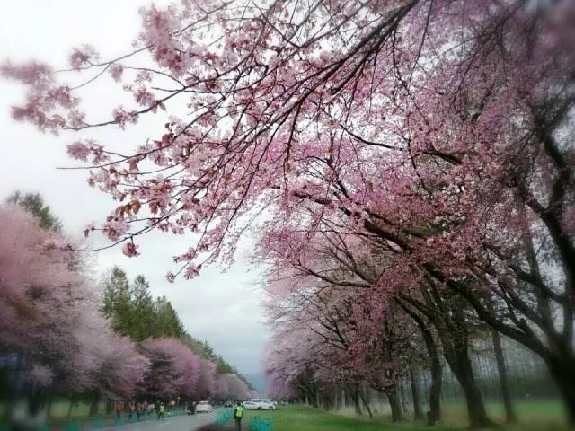 cherryblossom_japan