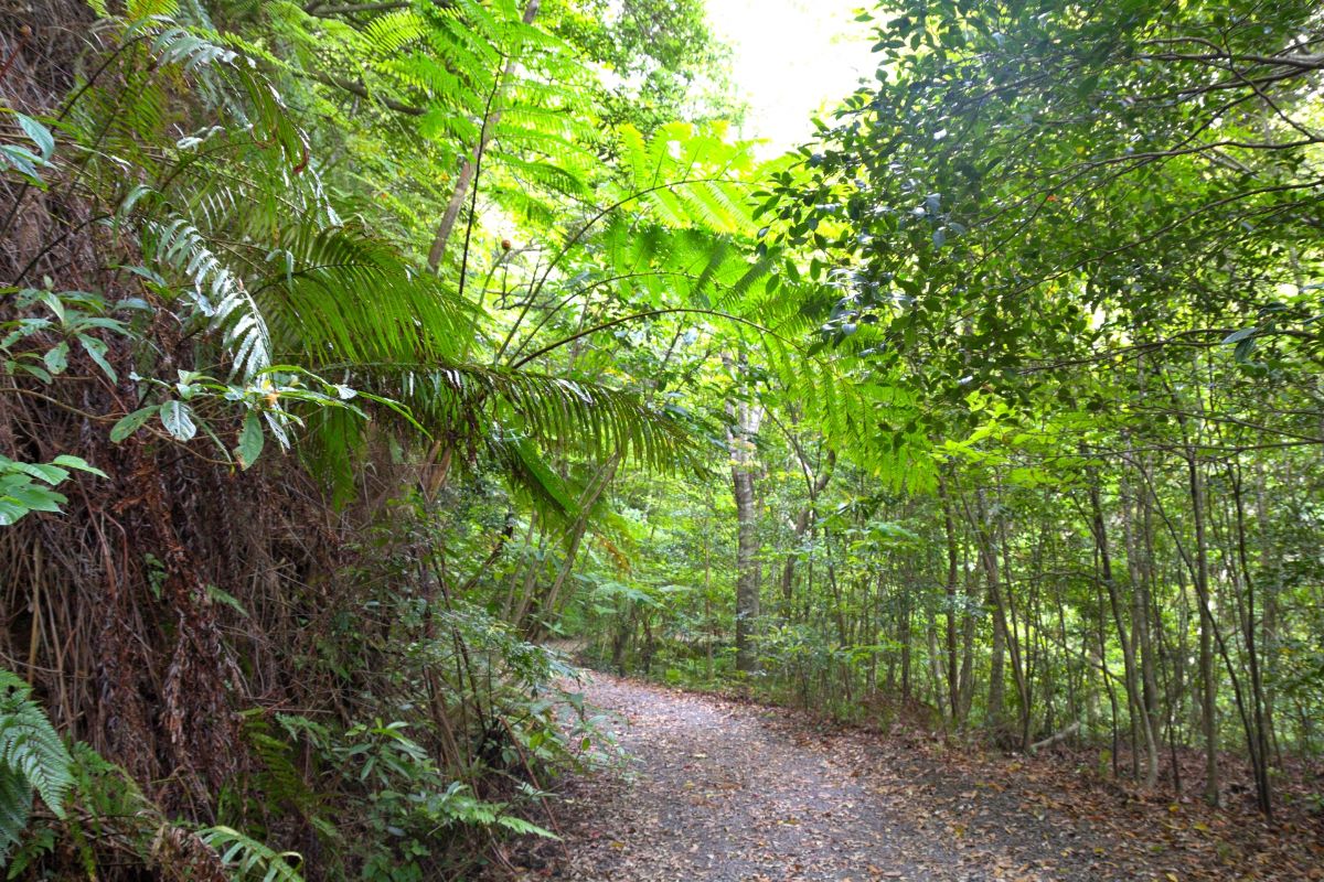 Kinsakubaru Primeval Forest