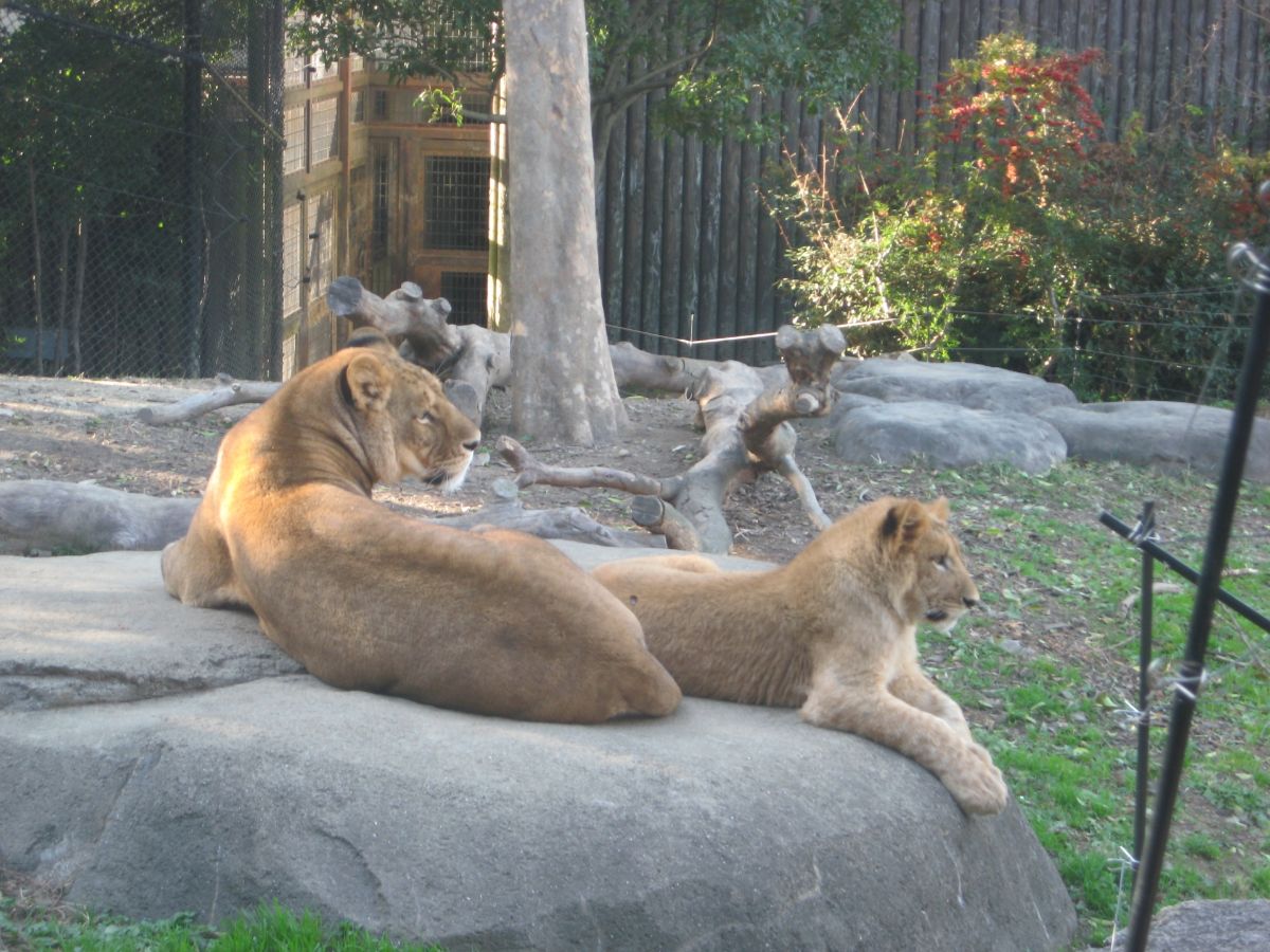 Itozu no Mori Zoological Park