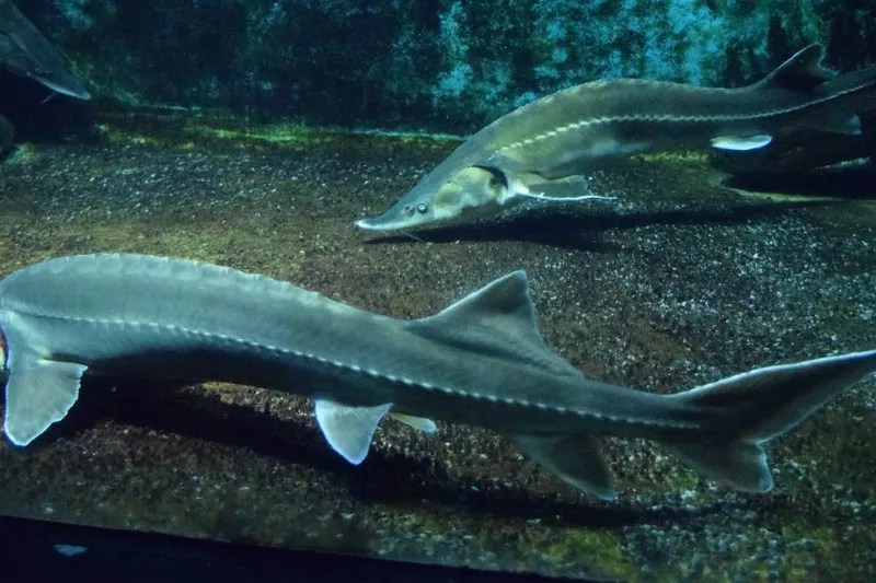 sturgeon