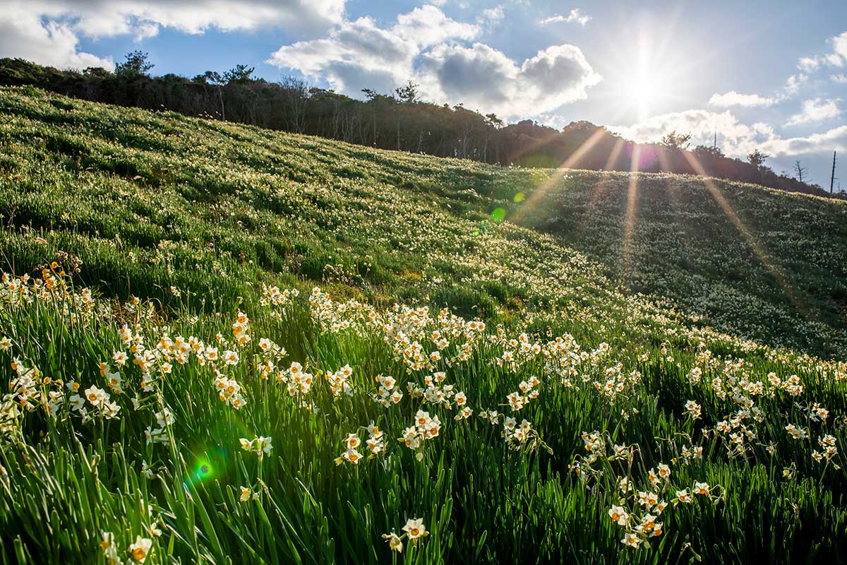 Karaoto Suisen Koen Daffodil Park