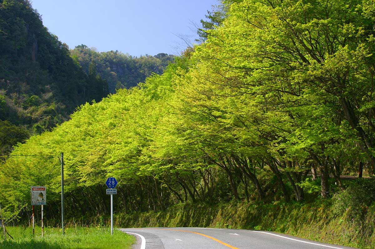 Yabakei Gorge