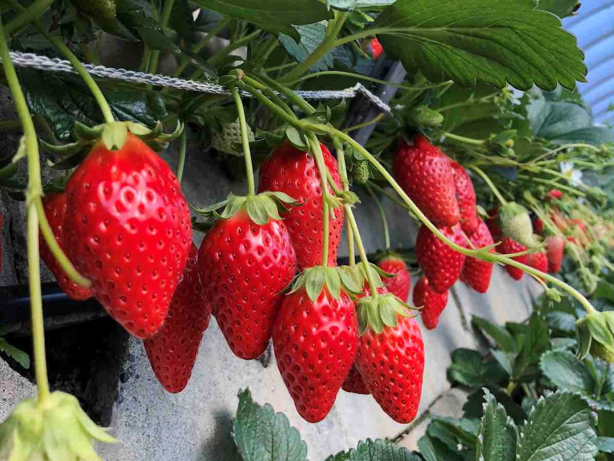 Yamauchiya Mt. Kuno Strawberry Farm