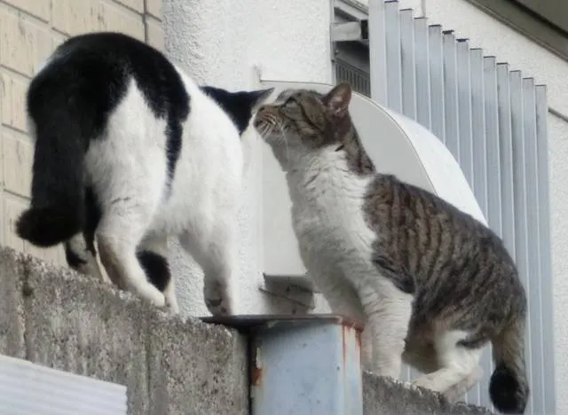 cats