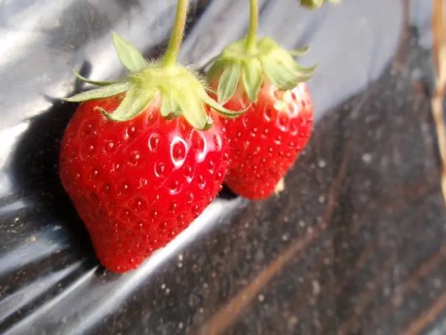 strawberry picking spots