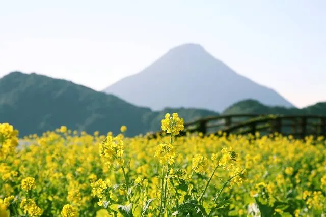 fuji1