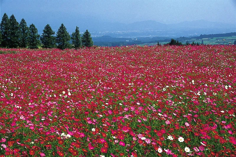 Ikoma Plateau cosmos