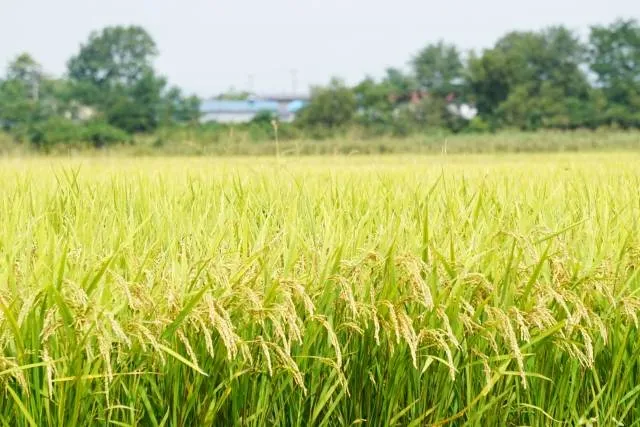 rice2