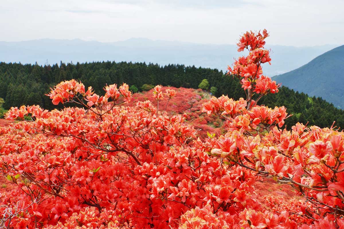 Katsuragi Kogen Plateau