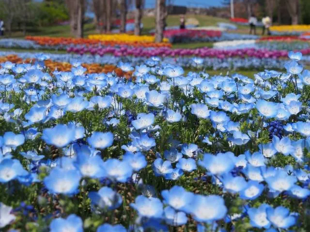 photogenic nemophila