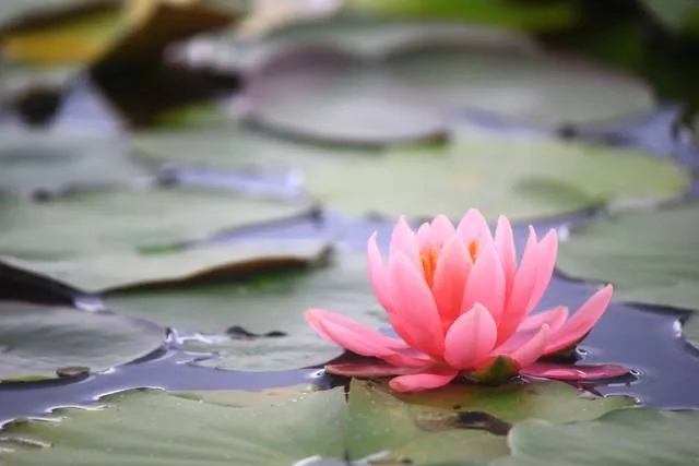 lotus