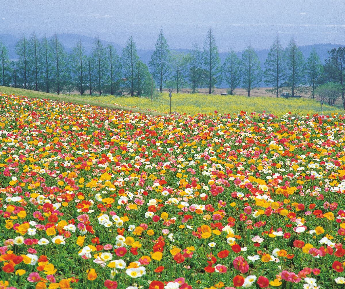 Ikoma Kogen Plateau