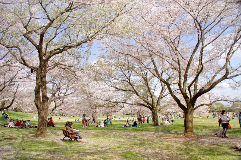 showa_memorial_park